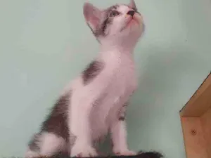 Gato raça Srd idade Abaixo de 2 meses nome Caju
