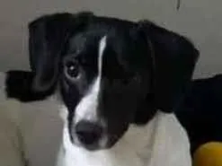 Cachorro raça SRD-ViraLata idade 2 a 6 meses nome Zoe