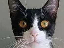 Gato raça Srd idade 7 a 11 meses nome Margô