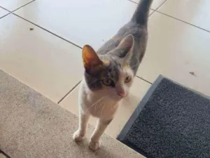 Gato raça Mestiça idade 2 a 6 meses nome Kika
