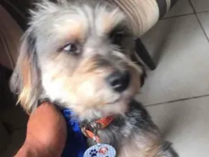 Cachorro raça Mestiço  idade 7 a 11 meses nome Boby 