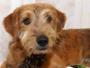 Cachorro raça Srd idade 7 a 11 meses nome Barthô 