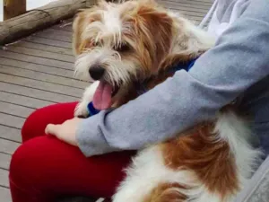 Cachorro raça Shitzu com vira lata idade 7 a 11 meses nome TOM