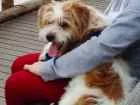 Cachorro raça Shitzu com vira lata idade 7 a 11 meses nome TOM