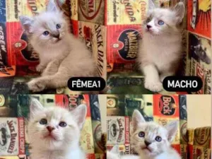 Gato raça SRD idade Abaixo de 2 meses nome Quatro gatinhos