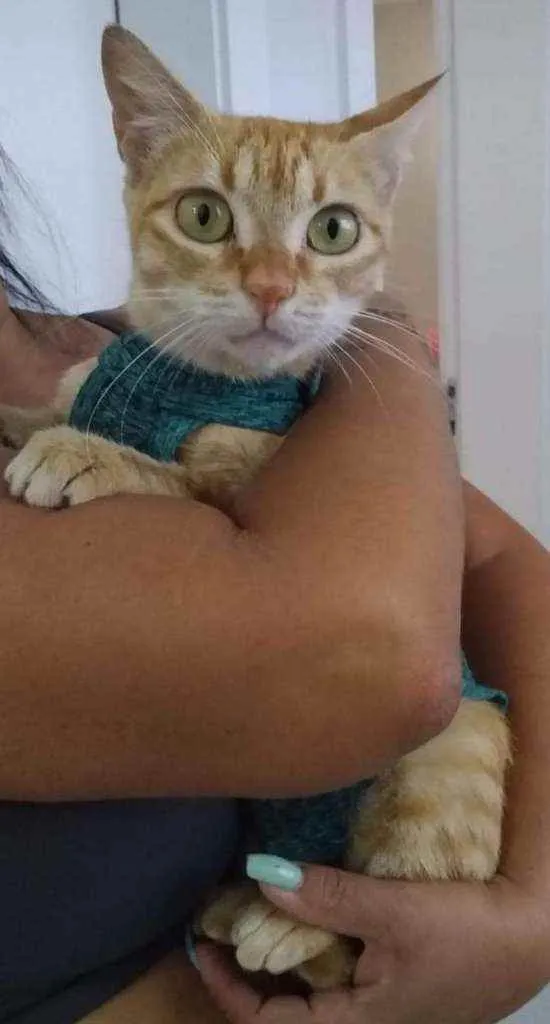 Gato ra a Srd idade 7 a 11 meses nome Angel