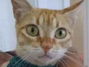 Gato raça Srd idade 7 a 11 meses nome Angel