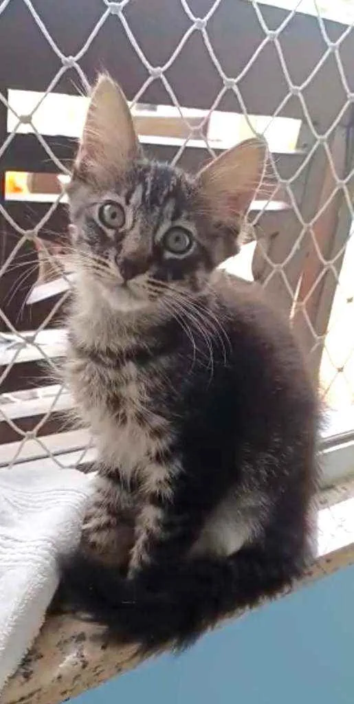 Gato ra a Srd idade 2 a 6 meses nome Abu