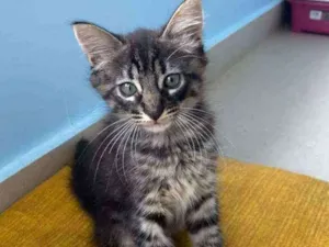 Gato raça Srd idade 2 a 6 meses nome Abu