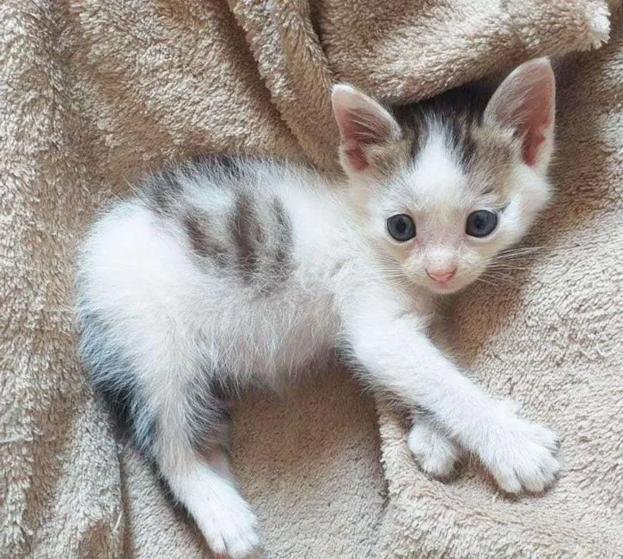 Gato ra a SRD idade Abaixo de 2 meses nome Mickey