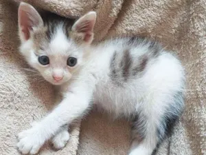 Gato raça SRD idade Abaixo de 2 meses nome Mickey