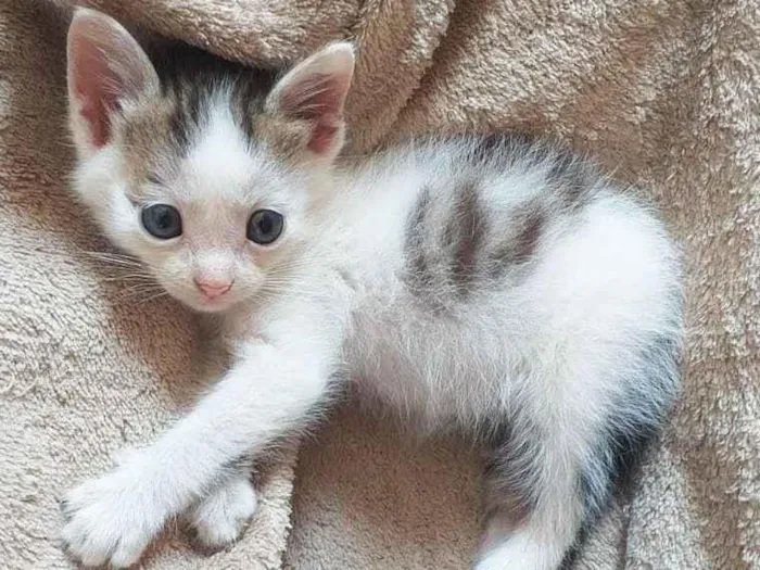 Gato ra a SRD idade Abaixo de 2 meses nome Mickey