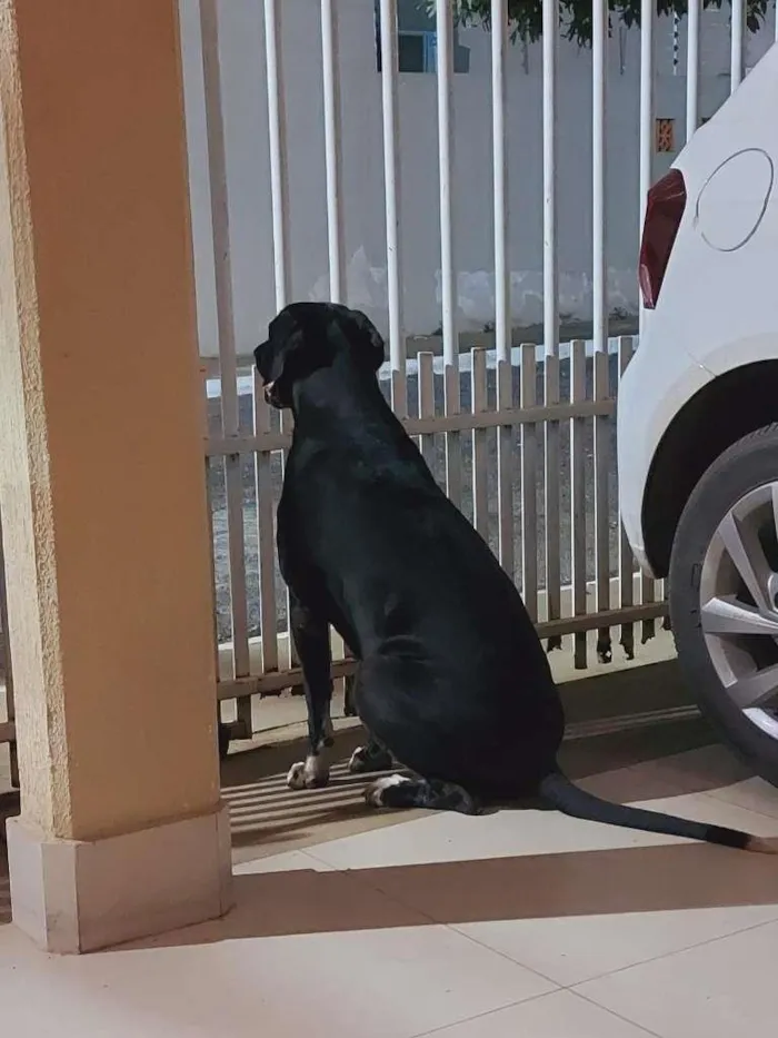 Cachorro raça Rhodesian ridgeback  idade 6 ou mais anos nome NEGO