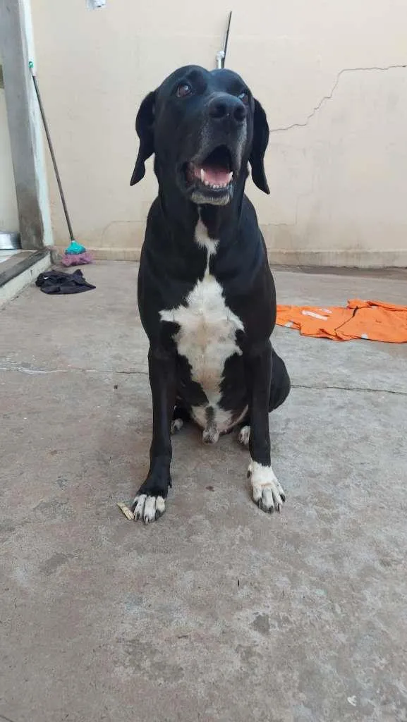 Cachorro raça Rhodesian ridgeback  idade 6 ou mais anos nome NEGO