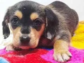 Cachorro ra a SRD idade Abaixo de 2 meses nome Filhotes 2 meses