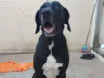 NEGO