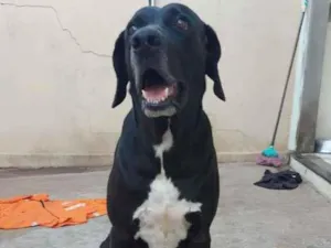 Cachorro raça Rhodesian ridgeback  idade 6 ou mais anos nome NEGO