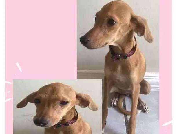 Cachorro ra a Sem raça definida  idade 2 a 6 meses nome Skye