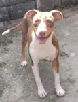 Cachorro raça SRD  idade 7 a 11 meses nome Darah