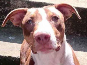 Cachorro raça SRD  idade 7 a 11 meses nome Darah