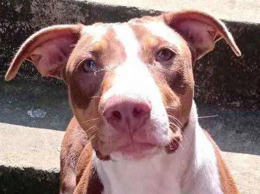 Cachorro raça SRD  idade 7 a 11 meses nome Darah