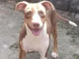 Cachorro raça SRD  idade 7 a 11 meses nome Darah