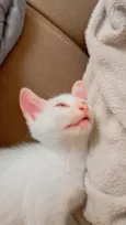 Lua