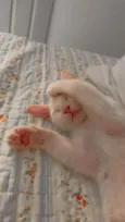 Lua