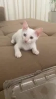 Lua