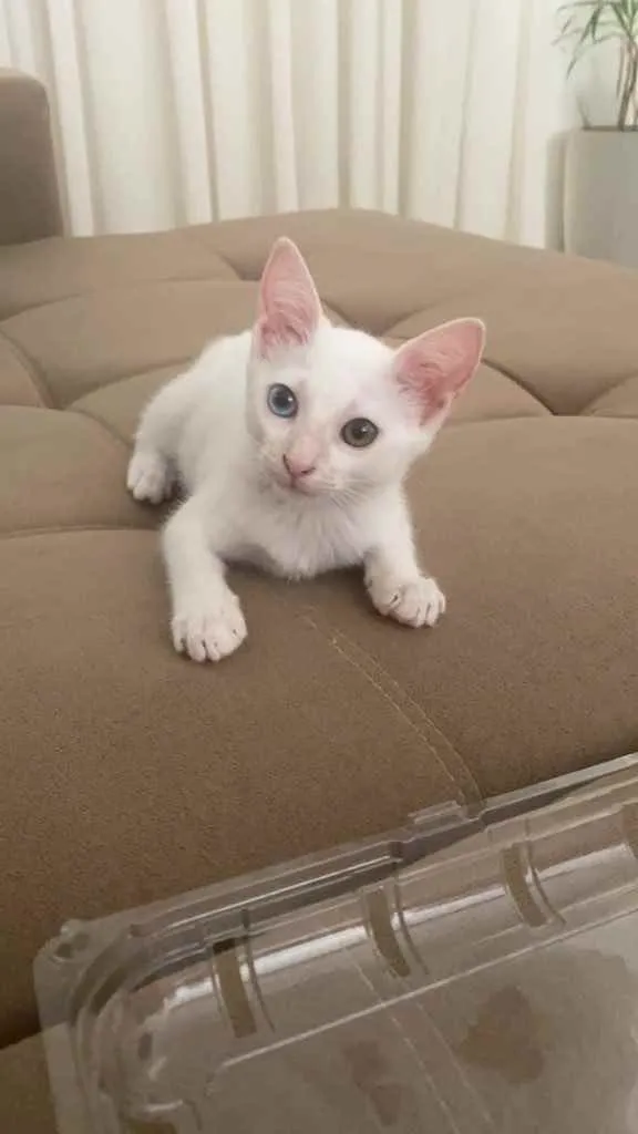 Gato ra a Sem raca idade 2 a 6 meses nome Lua
