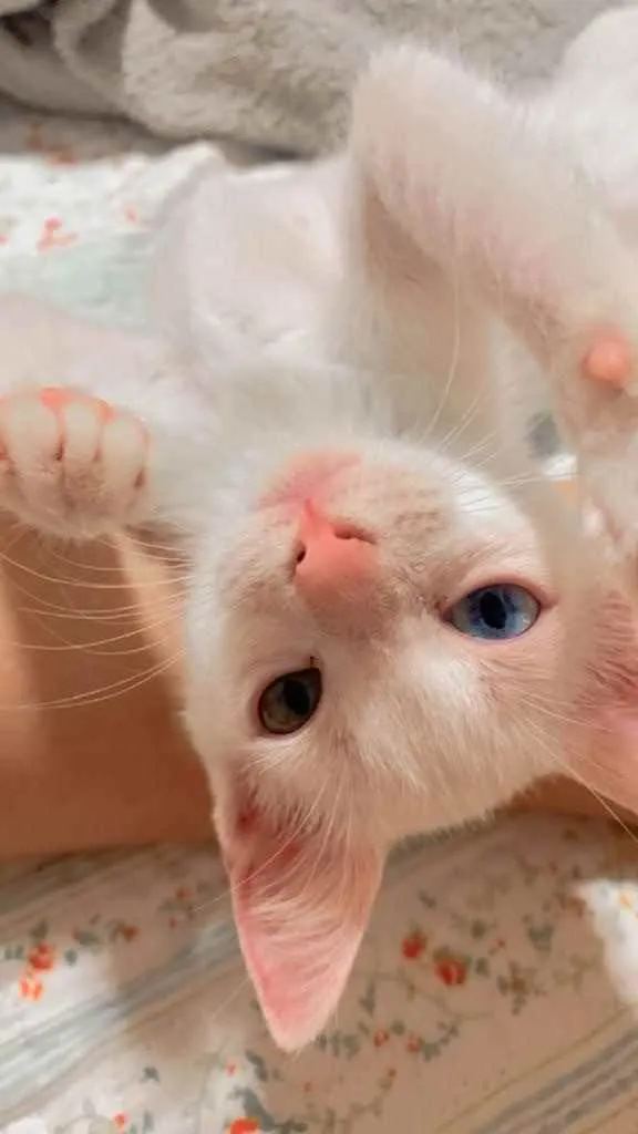 Gato ra a Sem raca idade 2 a 6 meses nome Lua