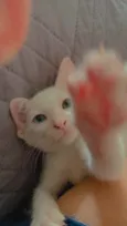 Lua