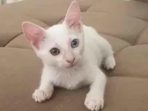 Gato raça Sem raca idade 2 a 6 meses nome Lua