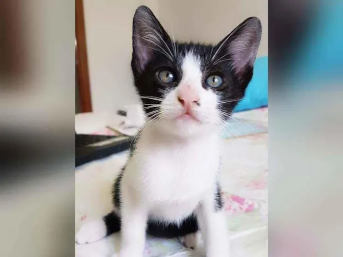 Gato raça Sem raça definida  idade 2 a 6 meses nome Fred