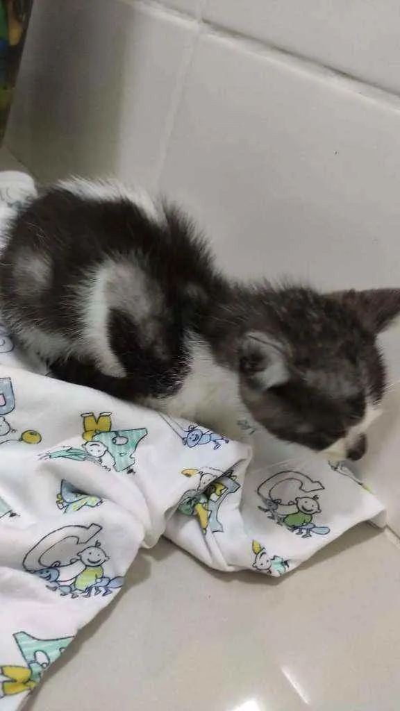 Gato raça Gato idade 2 a 6 meses nome Sem nome