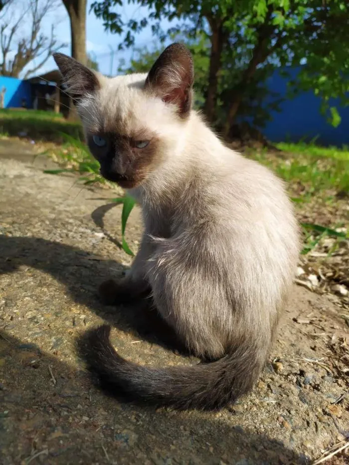 Gato ra a SRD  idade 2 a 6 meses nome Max