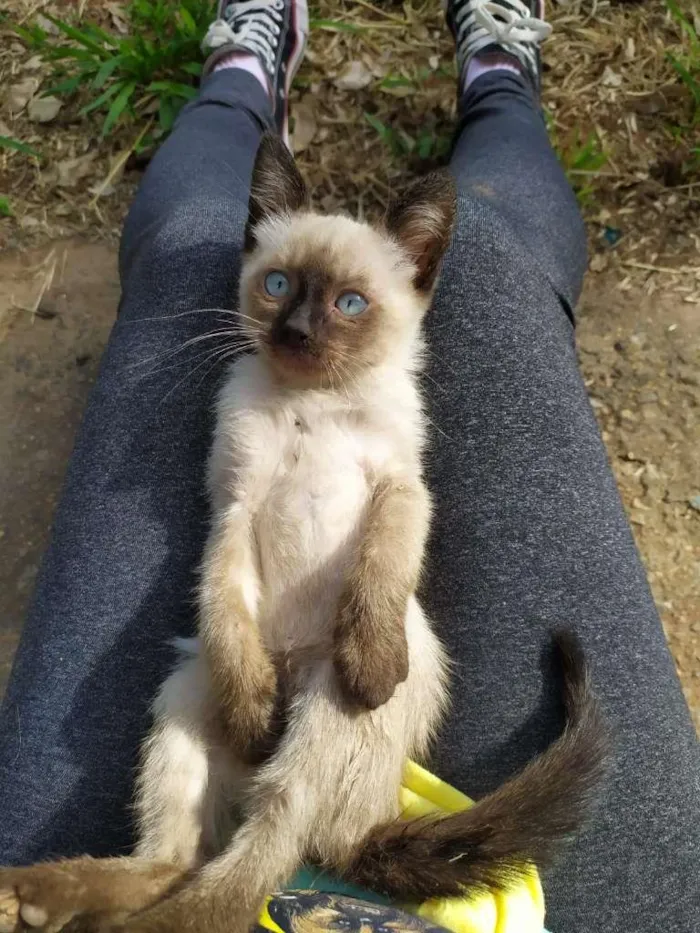 Gato ra a SRD  idade 2 a 6 meses nome Max