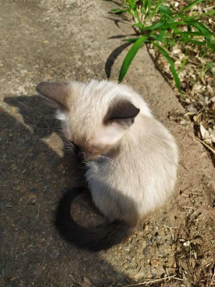 Gato ra a SRD  idade 2 a 6 meses nome Max