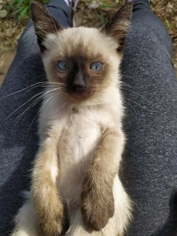 Gato ra a SRD  idade 2 a 6 meses nome Max