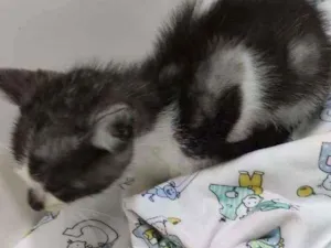 Gato raça Gato idade 2 a 6 meses nome Sem nome