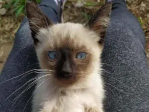 Gato raça SRD  idade 2 a 6 meses nome Max