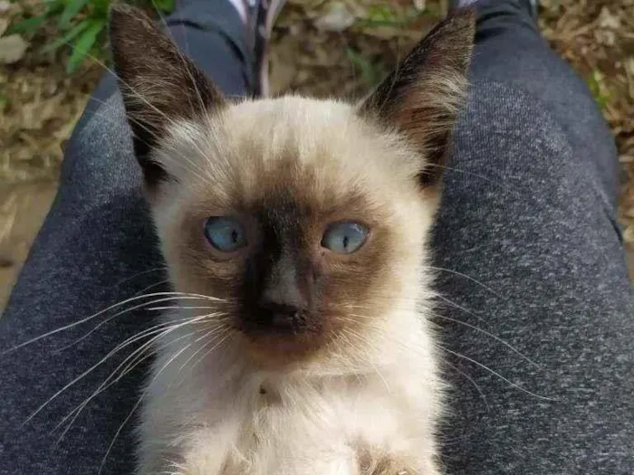 Gato ra a SRD  idade 2 a 6 meses nome Max