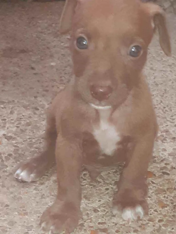 Cachorro raça Misturado idade Abaixo de 2 meses nome Filhotes 