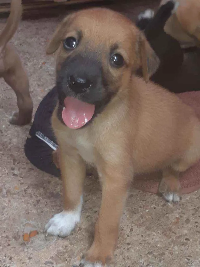 Cachorro raça Misturado idade Abaixo de 2 meses nome Filhotes 