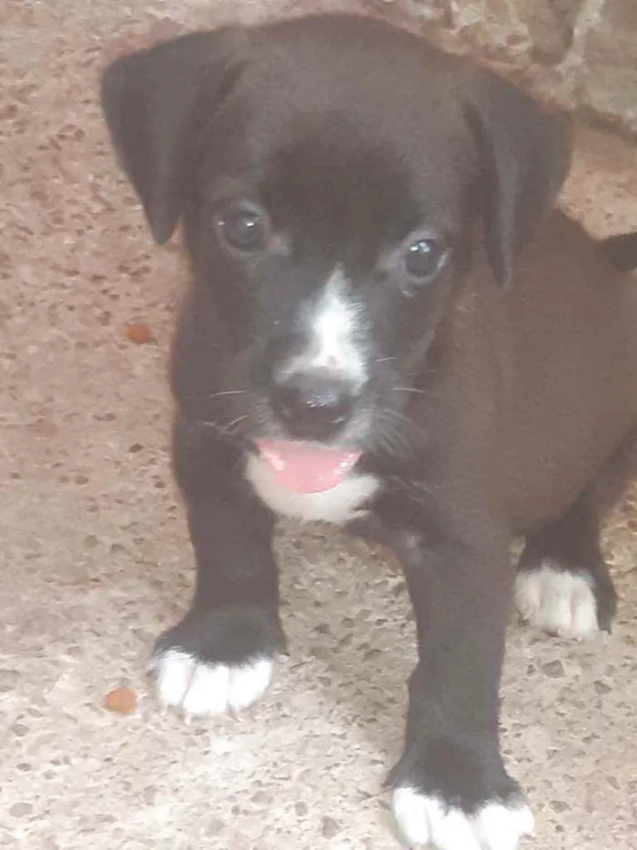 Cachorro raça Misturado idade Abaixo de 2 meses nome Filhotes 