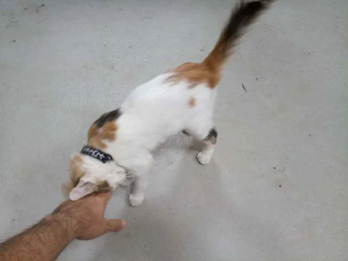 Gato ra a Xx idade 2 a 6 meses nome Olívia