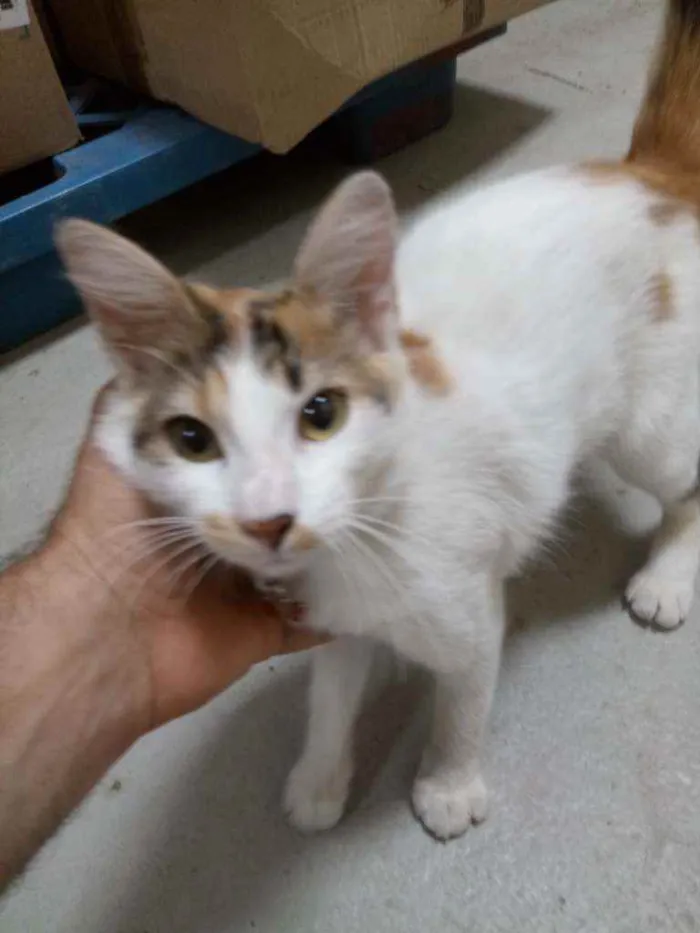 Gato ra a Xx idade 2 a 6 meses nome Olívia