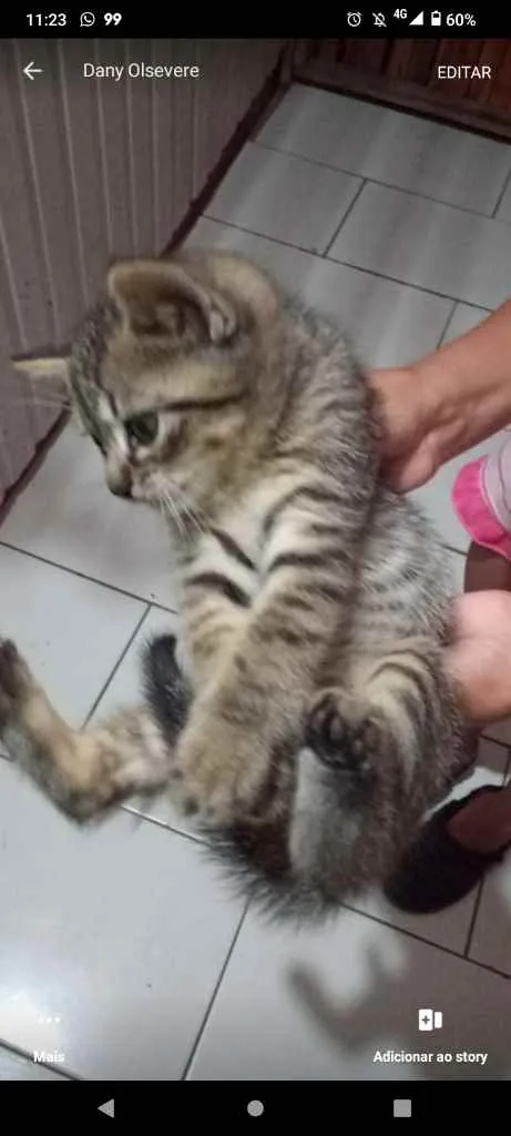 Gato ra a Sem idade 7 a 11 meses nome Sem nomes