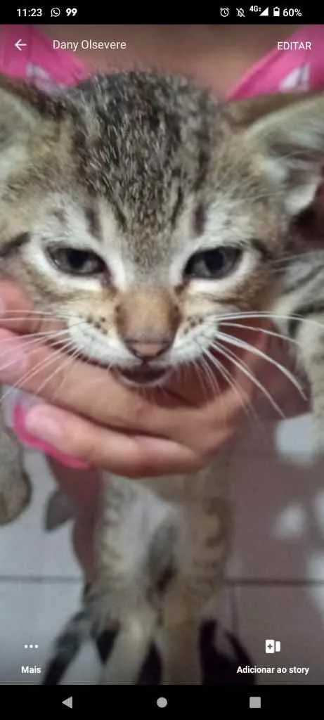 Gato ra a Sem idade 7 a 11 meses nome Sem nomes