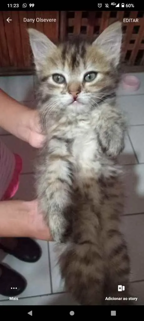 Gato ra a Sem idade 7 a 11 meses nome Sem nomes